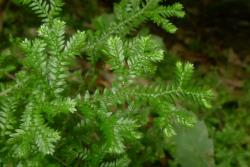Selaginella kraussiana. Apex of creeping stem, showing two rows of small leaves on the adaxial surface and two rows of larger lateral leaves. 
 Image: L.R. Perrie © Leon Perrie  CC BY-NC 3.0 NZ